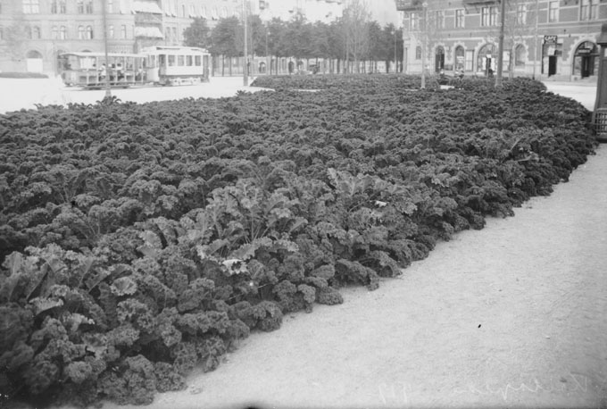 Kålodling istället för blomsterrabatter på Karlaplan under första världskrigets nödår 1917. Foto av Axel Malmström, Stockholms Stadsmuseum.